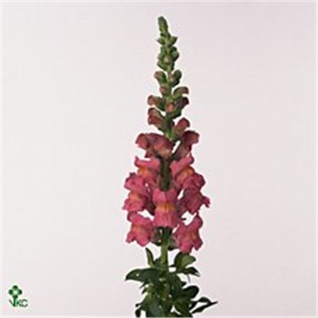 Antirrhinum Opus Pink c188