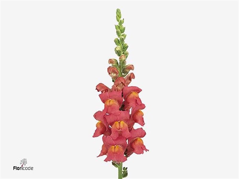 Antirrhinum Poto Rose c189