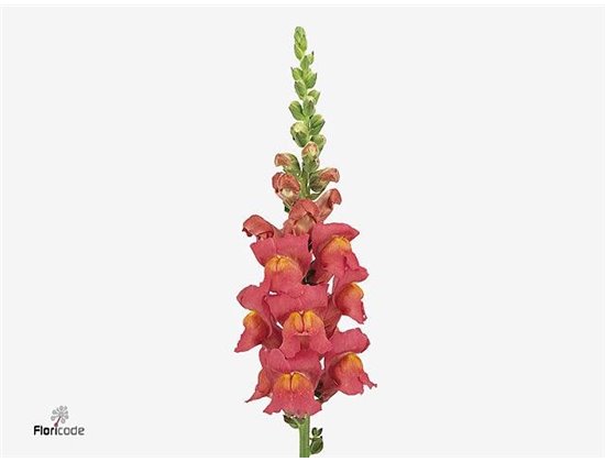 Antirrhinum Poto Rose c190