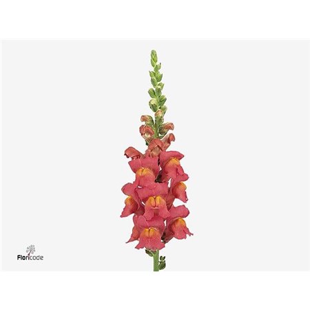 Antirrhinum Poto Rose c190