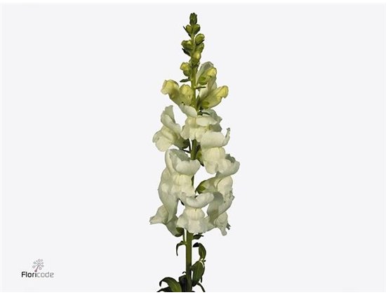 Antirrhinum Poto White c191