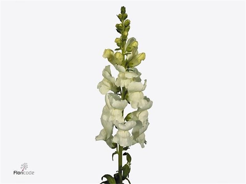 Antirrhinum Poto White c191