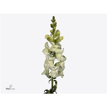 Antirrhinum Poto White c191