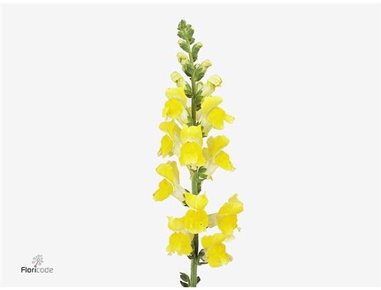 Antirrhinum Poto Yellow c192