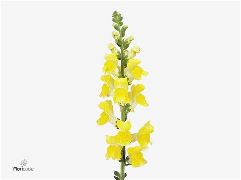 Antirrhinum Poto Yellow c192