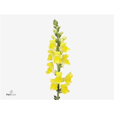 Antirrhinum Poto Yellow c192
