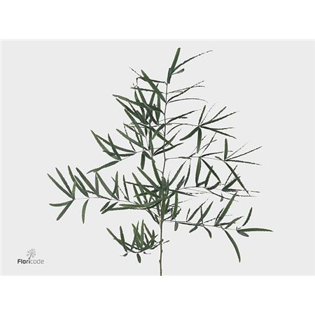 Asparagus Falcatus c259