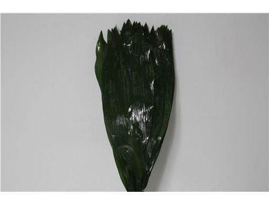 Aspidistra 60cm (p. bunch) c319