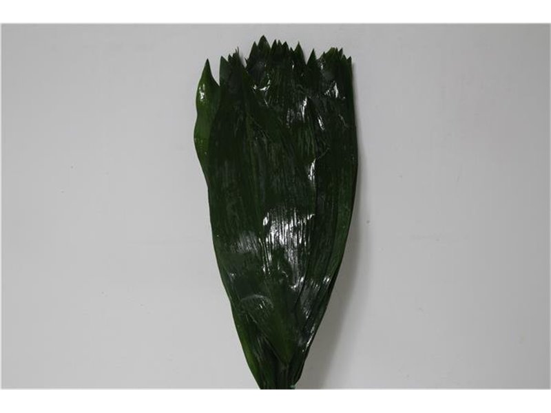 Aspidistra 60cm (p. bunch) c319