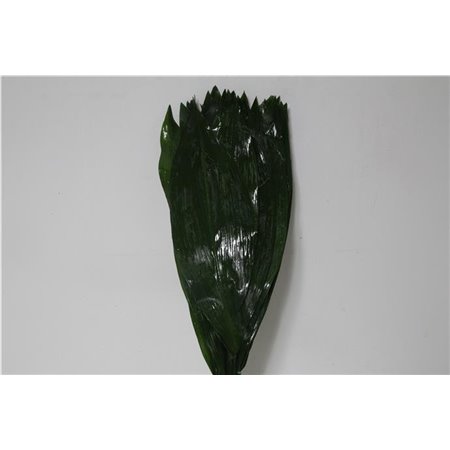 Aspidistra 60cm (p. bunch) c319