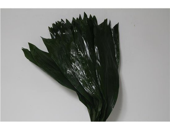 Aspidistra 70cm (p. bunch) c320