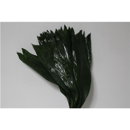 Aspidistra 70cm (p. bunch) c320