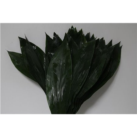 Aspidistra 70cm (p. bunch) c321