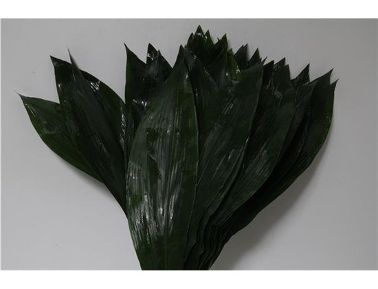 Aspidistra 80cm (p. bunch) c322