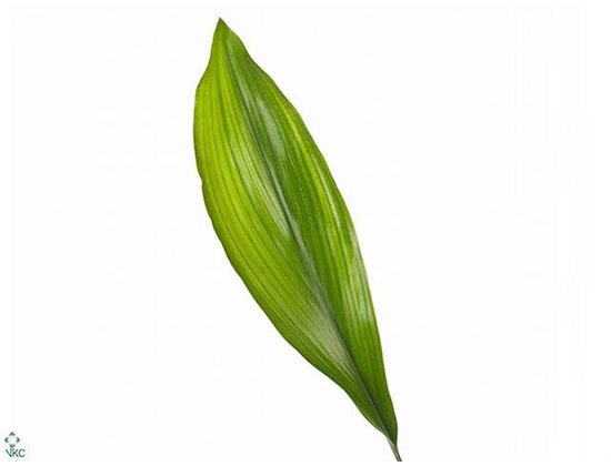 Aspidistra 80cm (p. bunch) c323