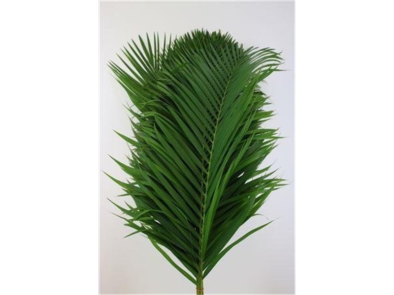 Cane Palma L120 c488
