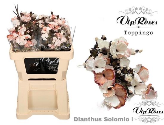 Nagelj Solomio Brownies (l50cm) c490