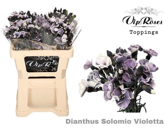Nagelj Solomio Violetta (l50 Cm) c491
