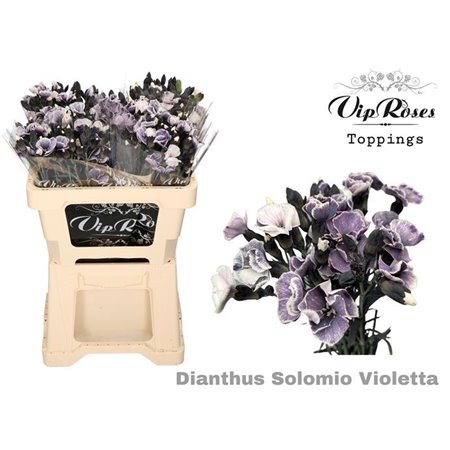 Nagelj Solomio Violetta (l50 Cm) c491