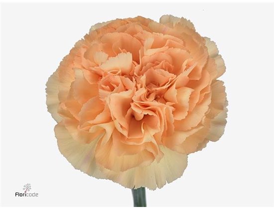 Nagelj Funza Long Lege Pink c517