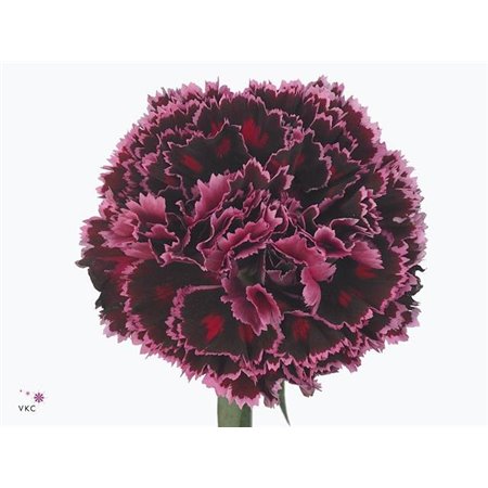 Nagelj Funza Long Nobbio Burgundy c521