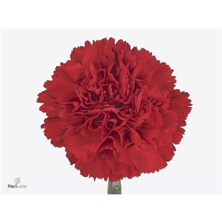 Nagelj Funza Long Red Marthe c536
