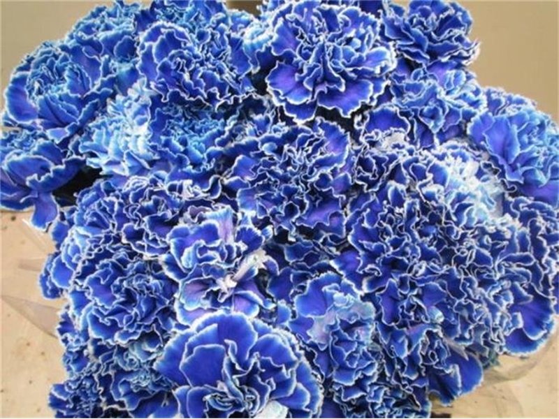 Nagelj G Blue c547