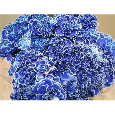 Nagelj G Blue c547