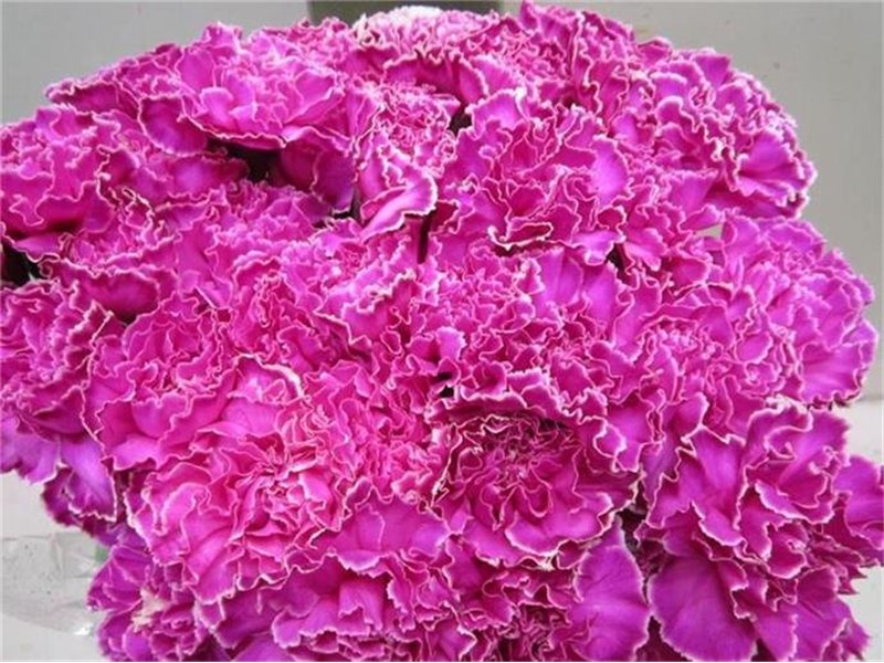 Nagelj G Cerise c554