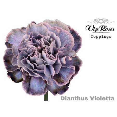 Nagelj Violetta c681