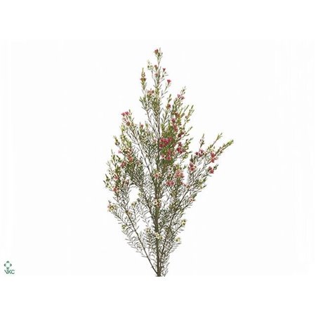 Chamelaucium My Sweet 16 c702