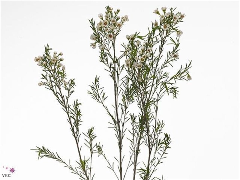 Chamelaucium Un Eve c706
