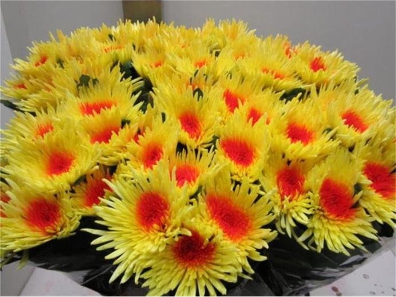 Marjetka deco Ana Yellow / Red c760