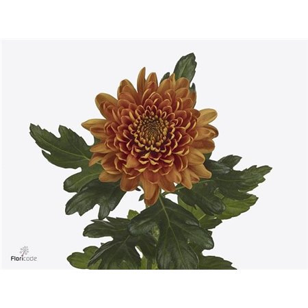 Marjetka deco Baltazar Intense c795