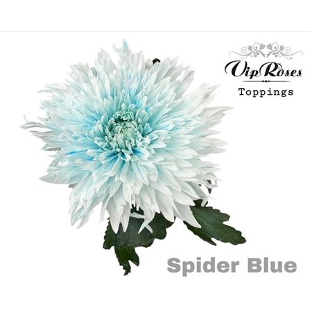 Marjetka deco Spider Blue c821