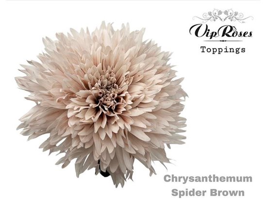 Marjetka deco Spider Brown c822