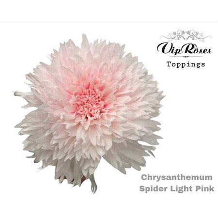 Marjetka deco Spider Light Pink c824