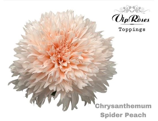 Marjetka deco Spider Light Pink c825