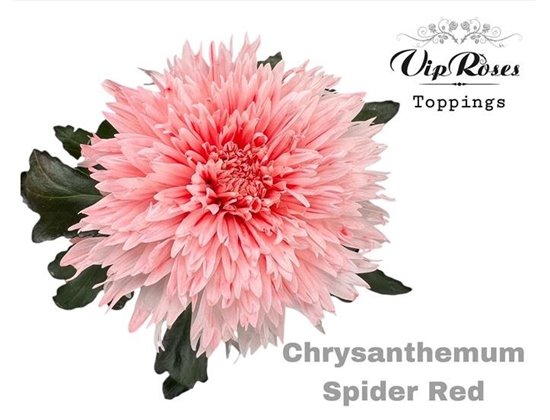 Marjetka deco Spider Red c827