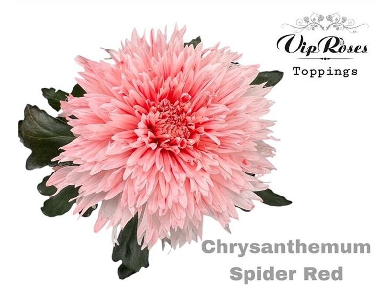 Marjetka deco Spider Red c827