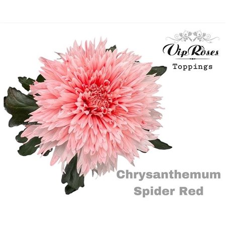 Marjetka deco Spider Red c827