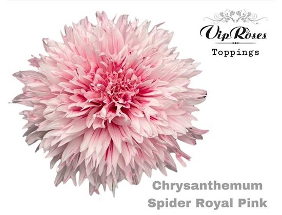 Marjetka deco Spider Royal Pink c828