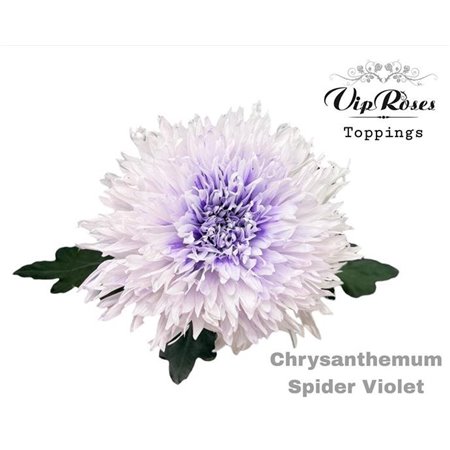 Marjetka deco Spider Violet c829
