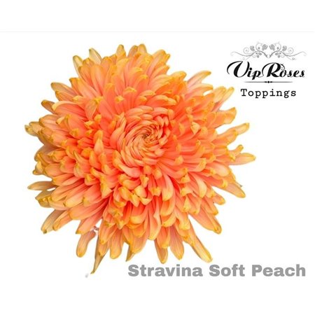 Marjetka deco Stravina Soft Milka c833