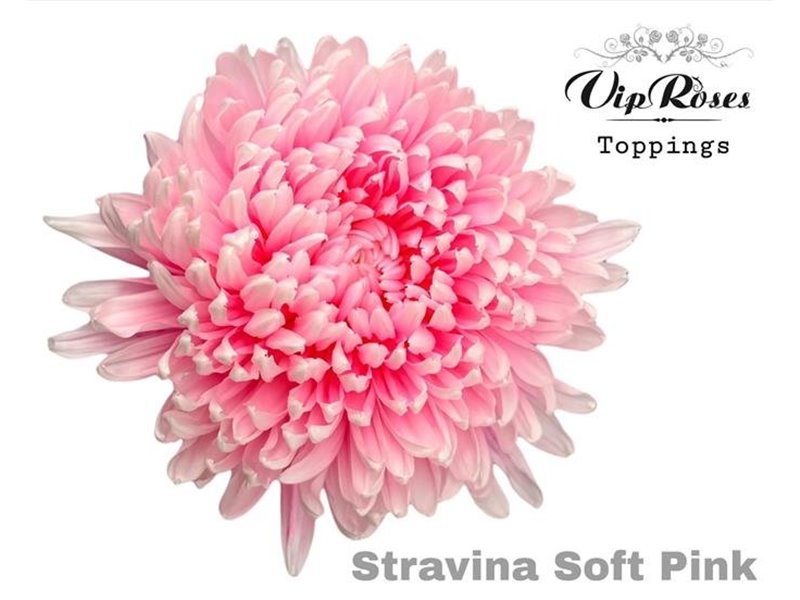 Marjetka deco Stravina Soft Pink c834