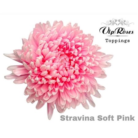 Marjetka deco Stravina Soft Pink c834