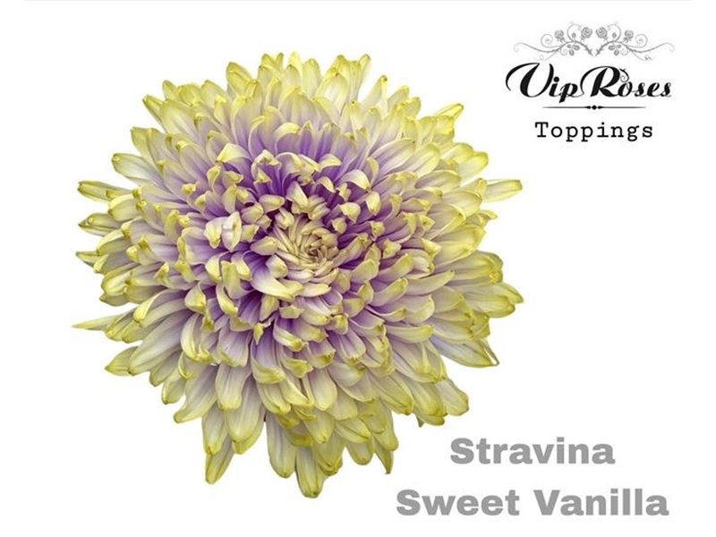 Marjetka deco Stravina Soft Pink c835