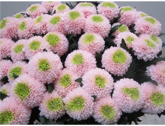 Marjetka deco Superbowl Rose / Green c837