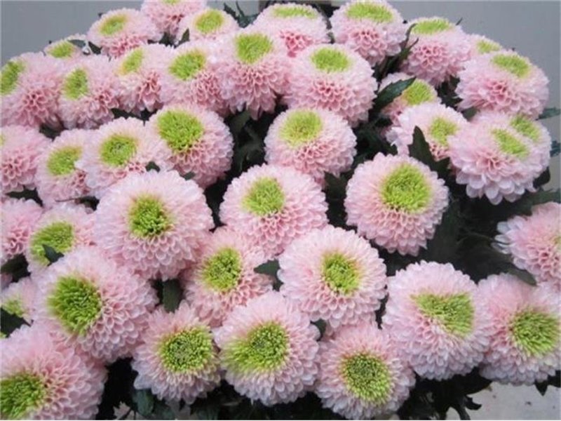 Marjetka deco Superbowl Rose / Green c837