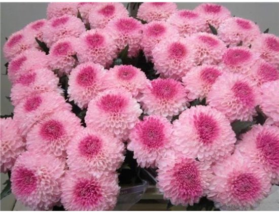 Marjetka deco Superbowl Rose / Green c838